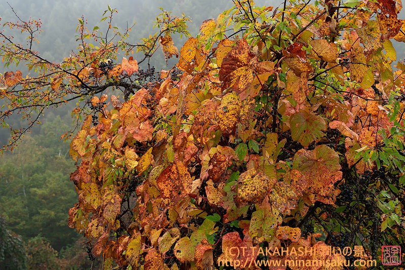 ../Images/7R251011 (40).jpg